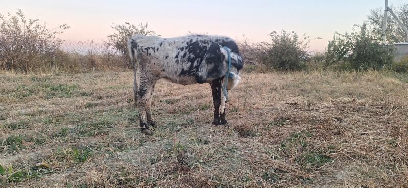 gysyr sygyr - Bäherden - img 3