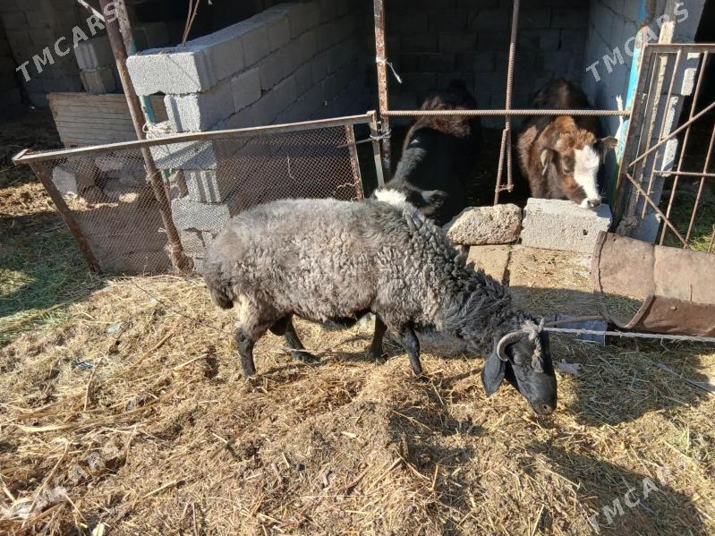 Goyun - Büzmeýin - img 2