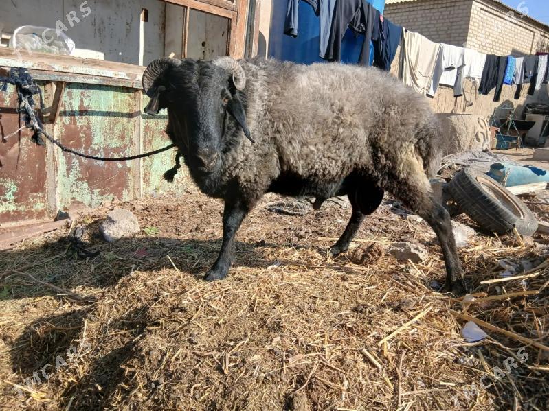 Goyun - Büzmeýin - img 1