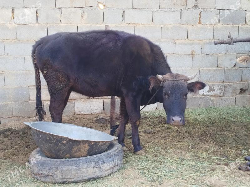 tüwe - Ашхабад - img 1