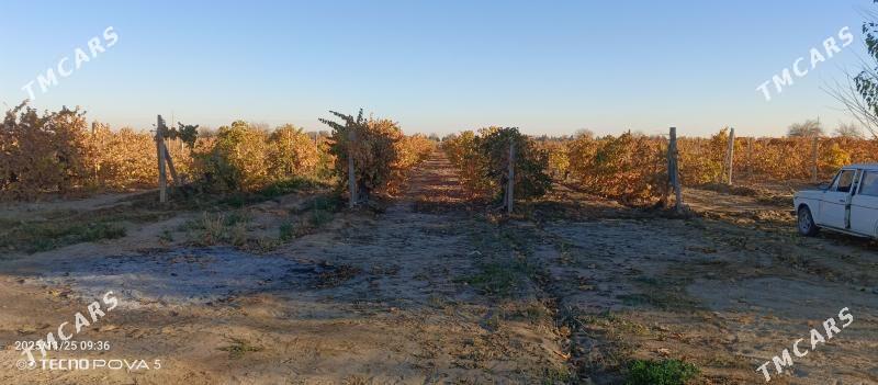 uzum getdar - Büzmeýin - img 2