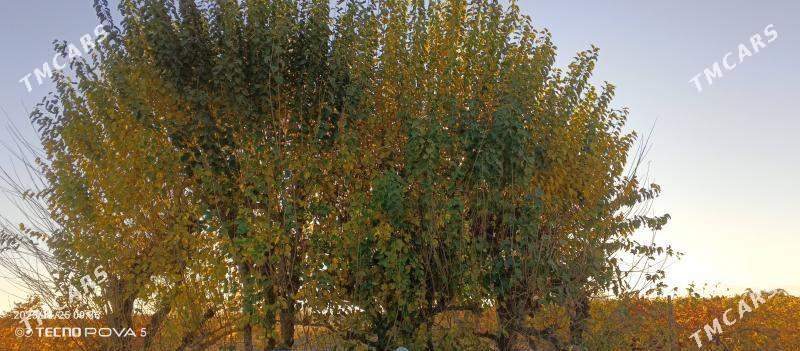 uzum getdar - Büzmeýin - img 3