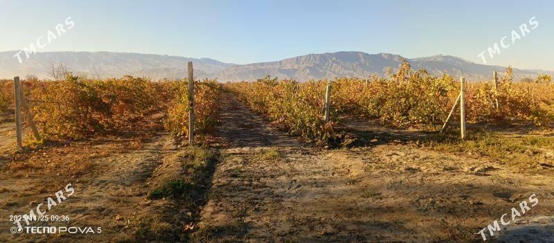 uzum getdar - Büzmeýin - img 4