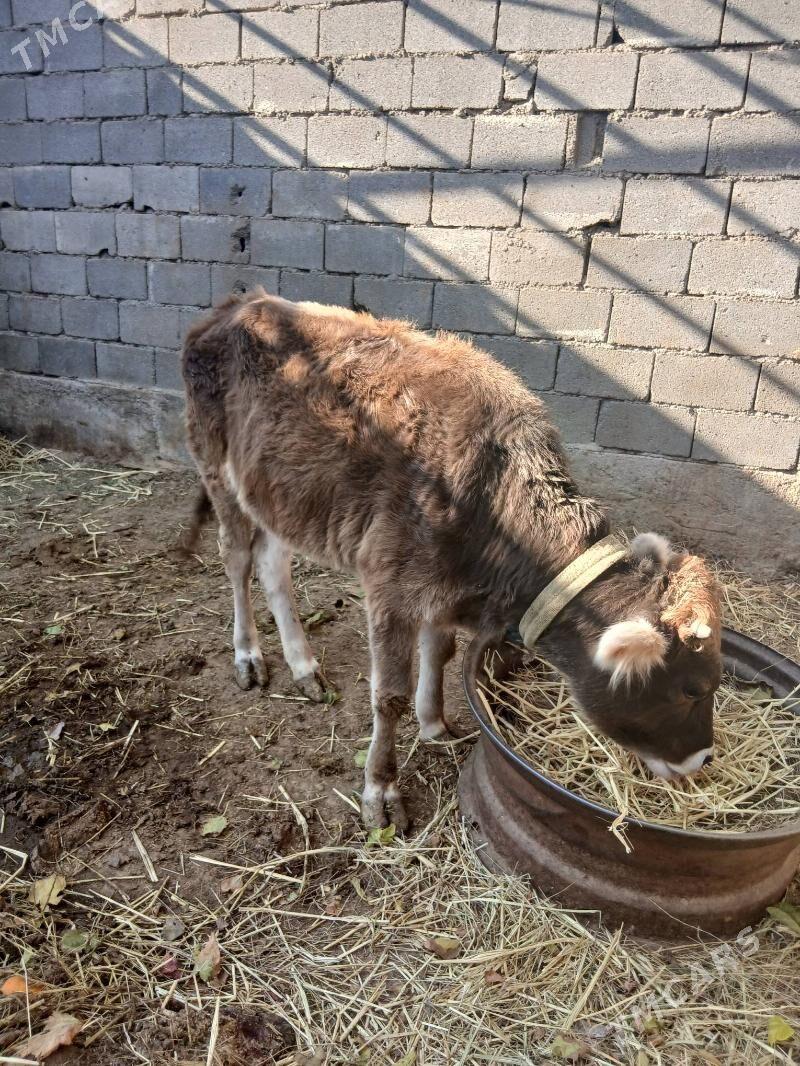 tuwe gole - Яшлык - img 1