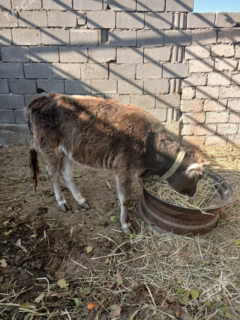 tuwe gole - Яшлык - img 2