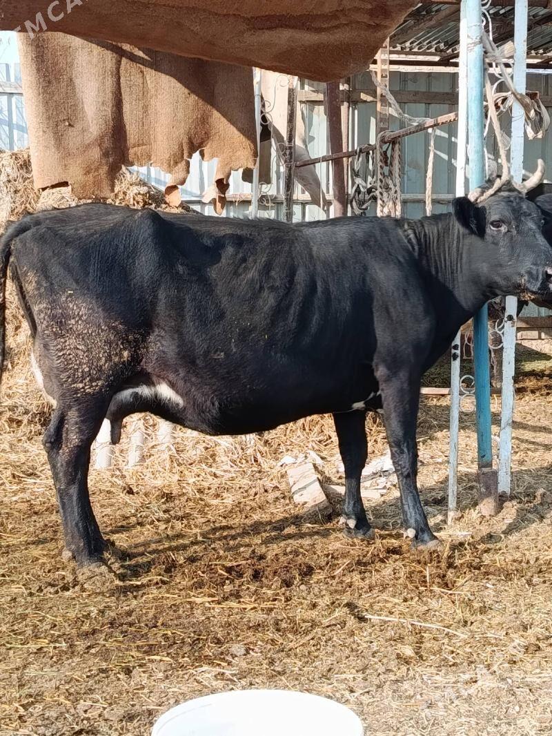 goleli sygyr. - Туркменабат - img 2