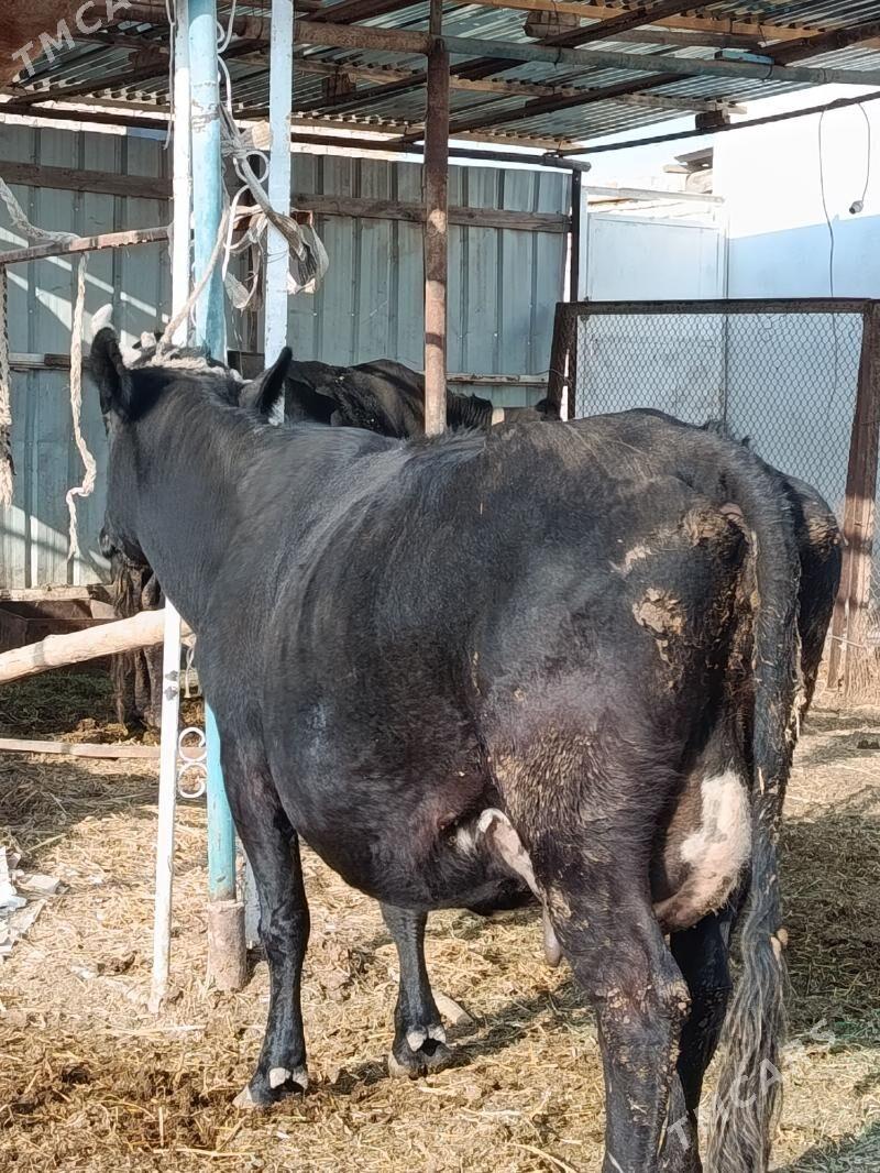 goleli sygyr. - Туркменабат - img 3