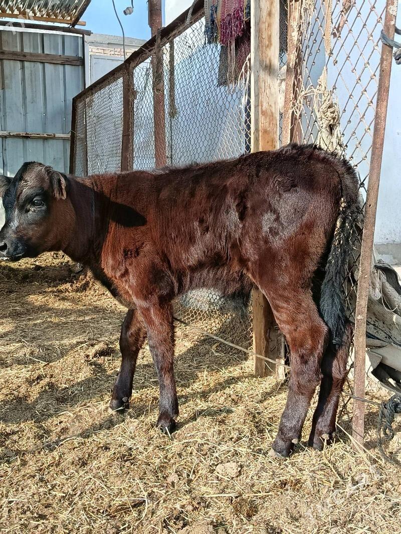 goleli sygyr. - Туркменабат - img 5