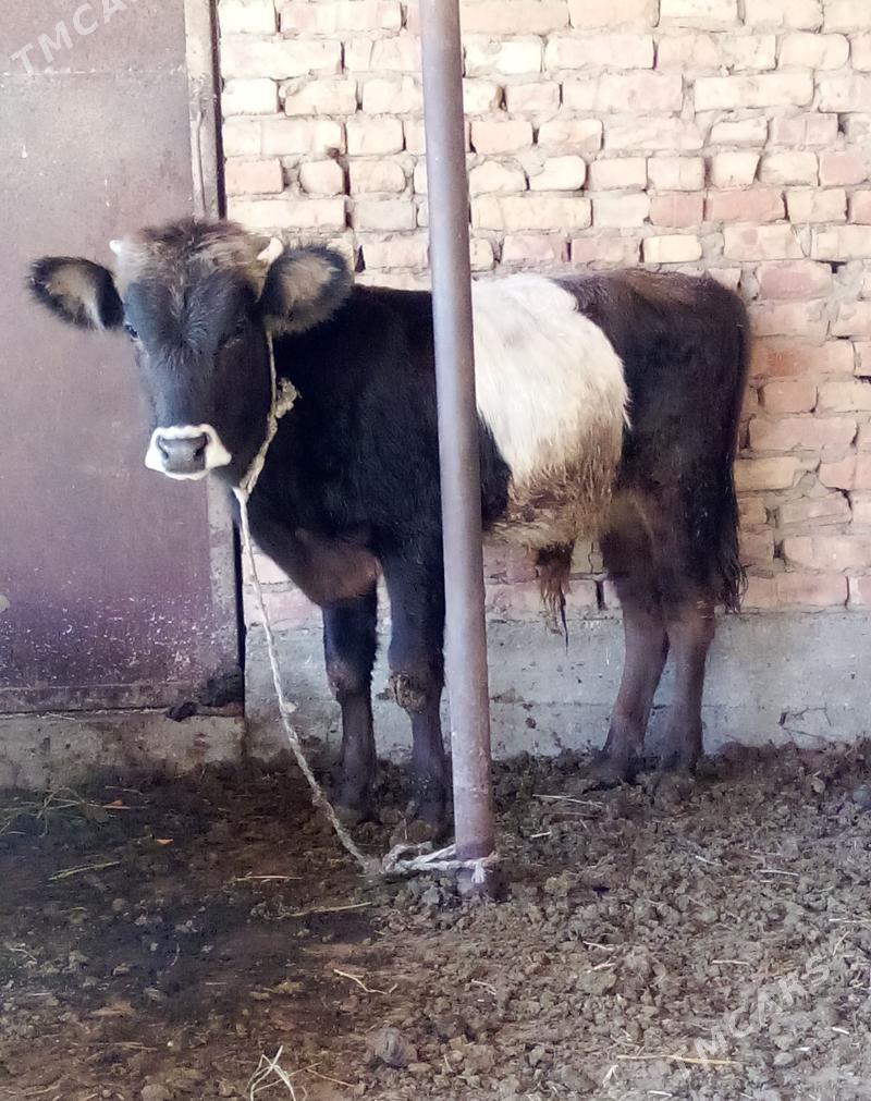 Gibrit Öküz Tohum - Gökdepe - img 3