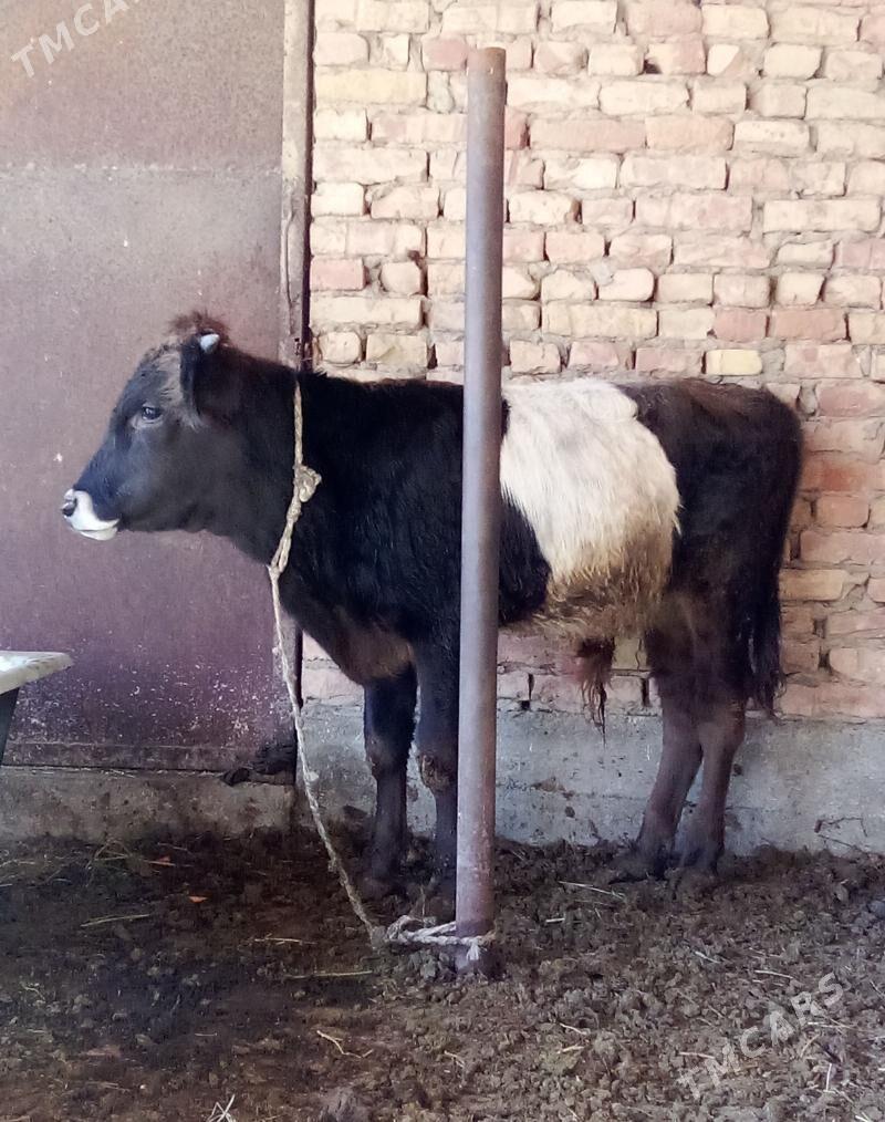 Gibrit Öküz Tohum - Gökdepe - img 2