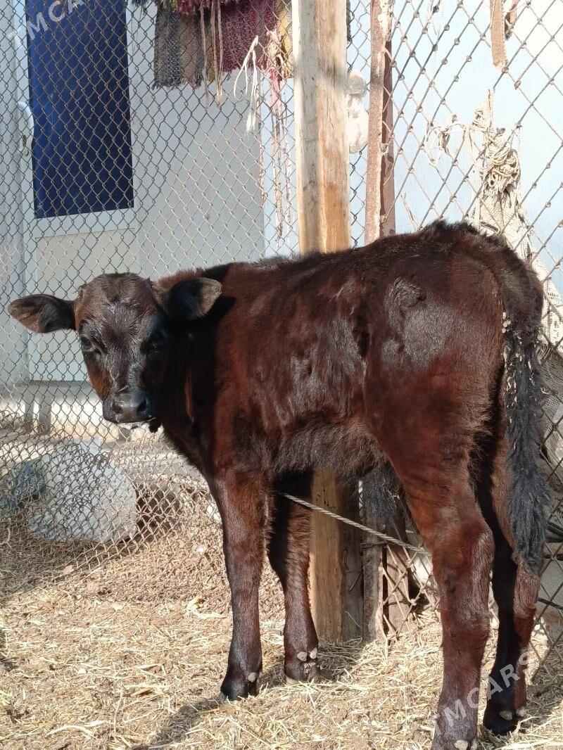 goleli sygyr. - Туркменабат - img 6