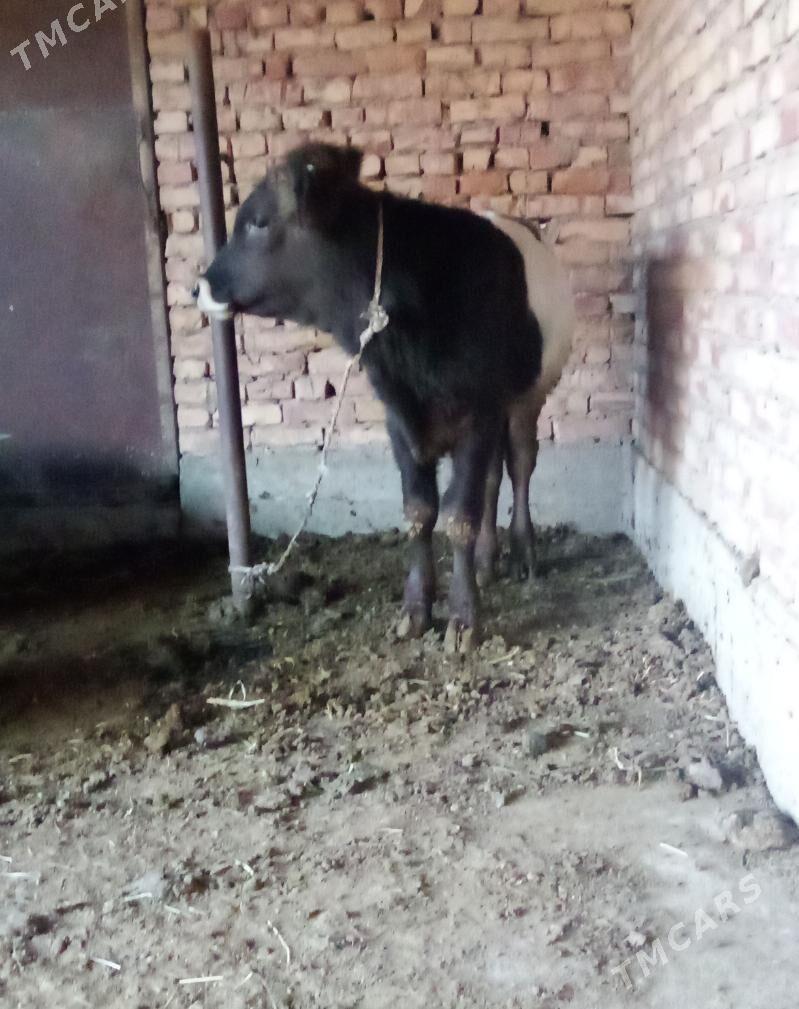 Gibrit Öküz Tohum - Gökdepe - img 5