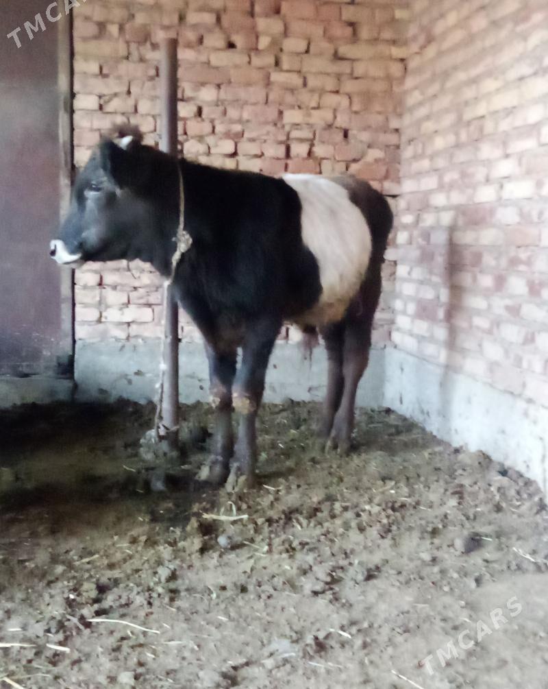 Gibrit Öküz Tohum - Gökdepe - img 8