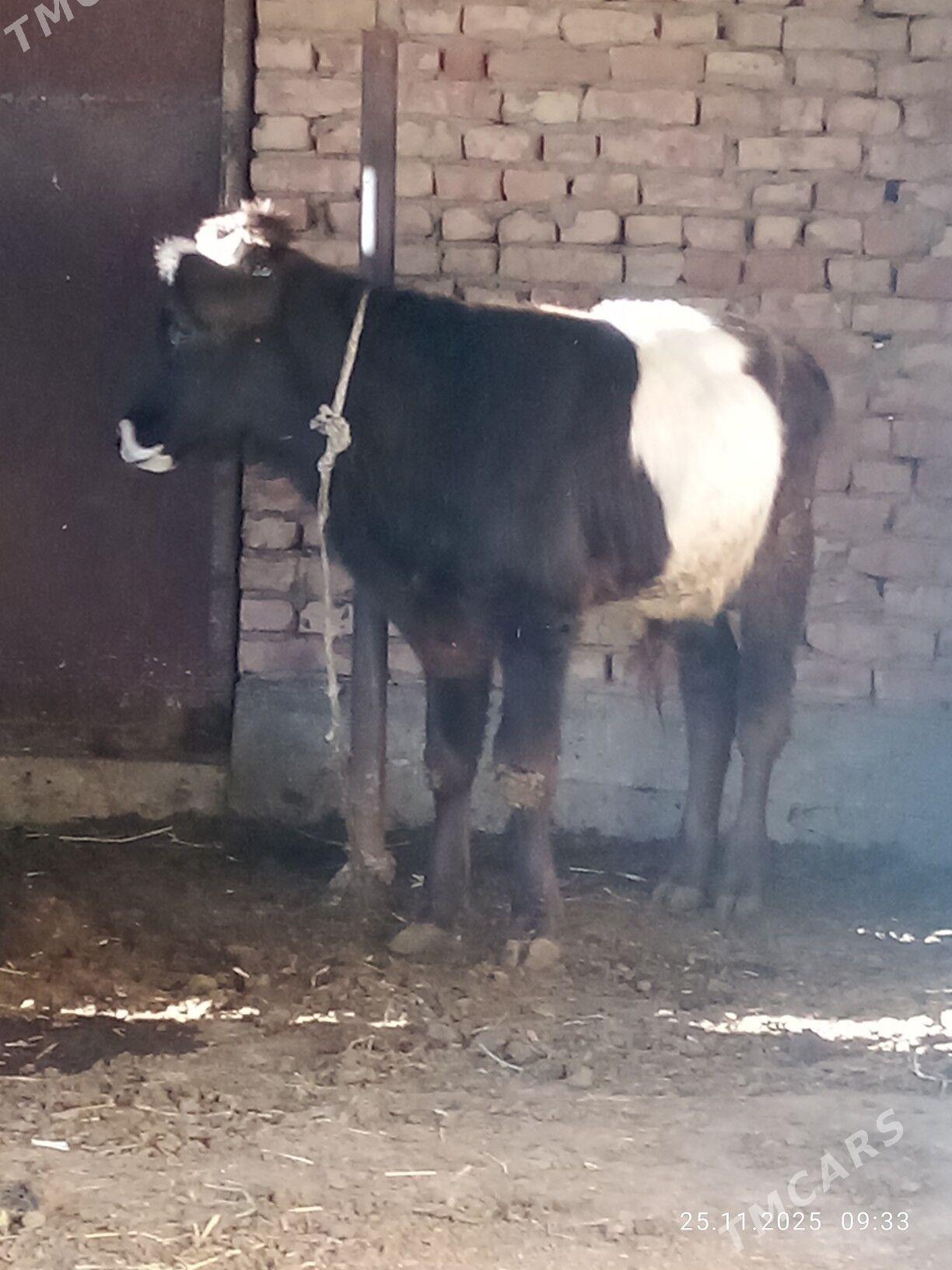 Gibrit Öküz Tohum - Gökdepe - img 7