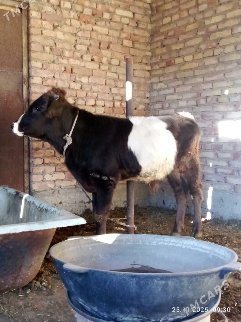 Gibrit Öküz Tohum - Gökdepe - img 4