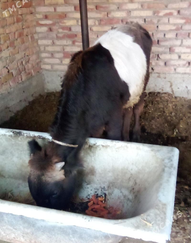 Gibrit Öküz Tohum - Gökdepe - img 10