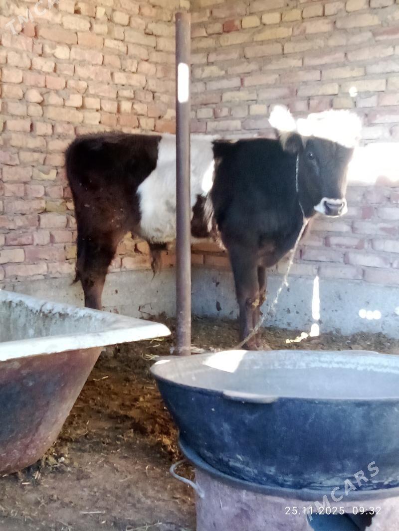 Gibrit Öküz Tohum - Gökdepe - img 9