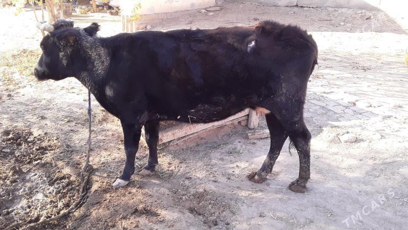 сыгыр - Tejen - img 1