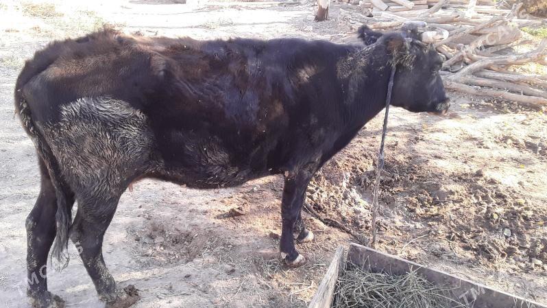 сыгыр - Tejen - img 2