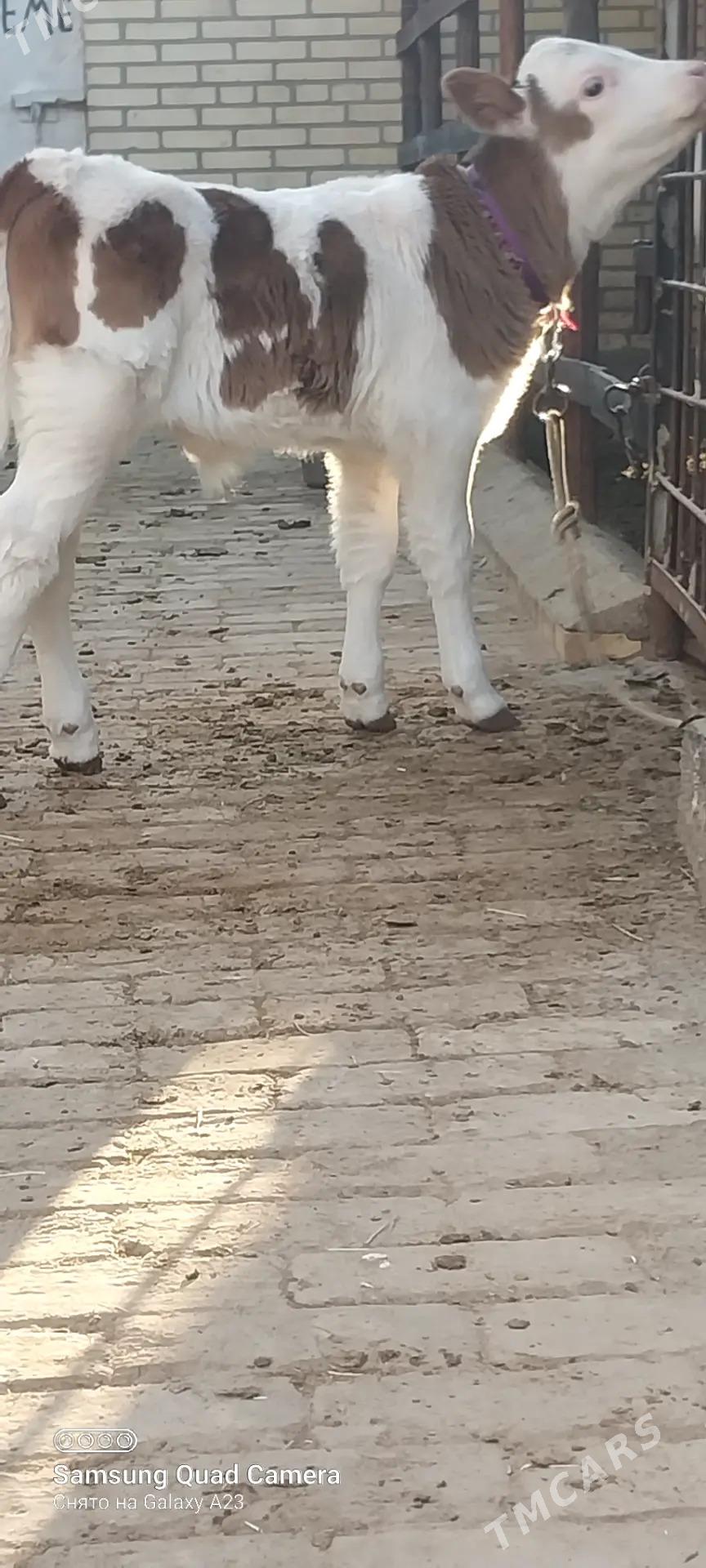 okuz - Baýramaly - img 2