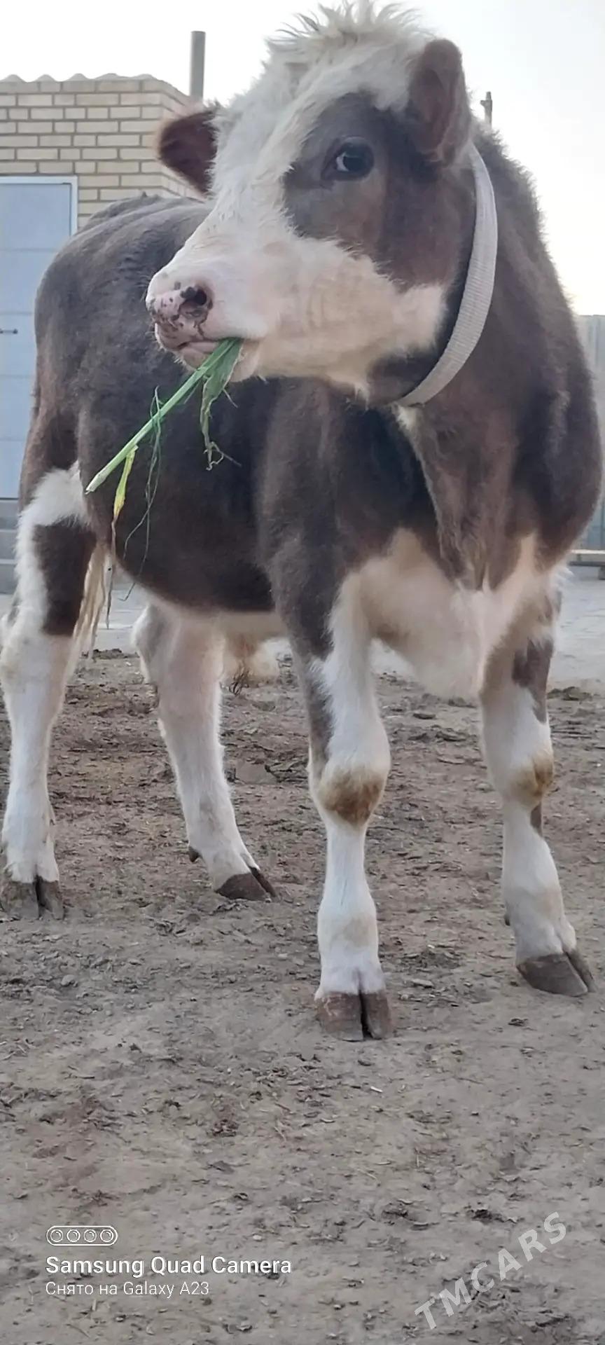 okuz - Baýramaly - img 4