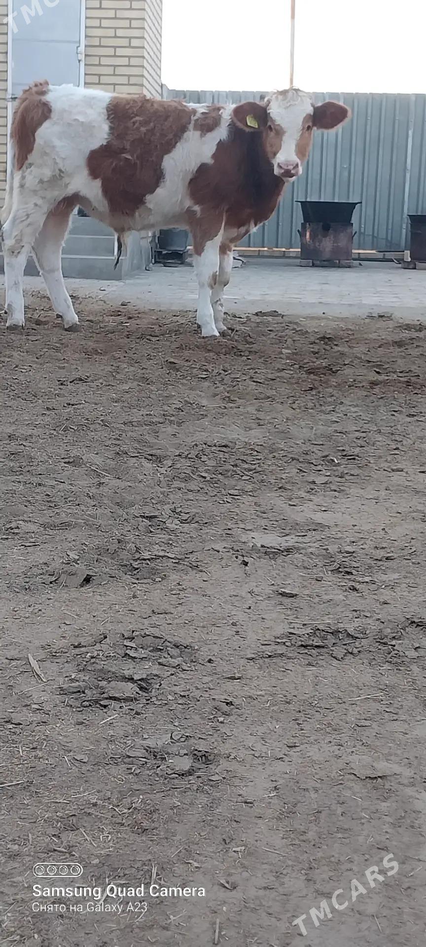 okuz - Baýramaly - img 6