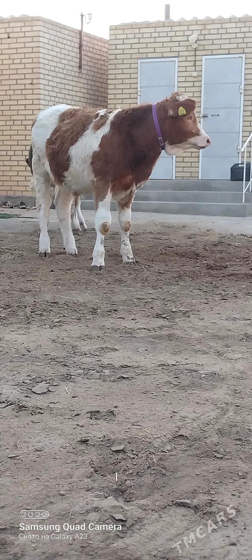 okuz - Baýramaly - img 3