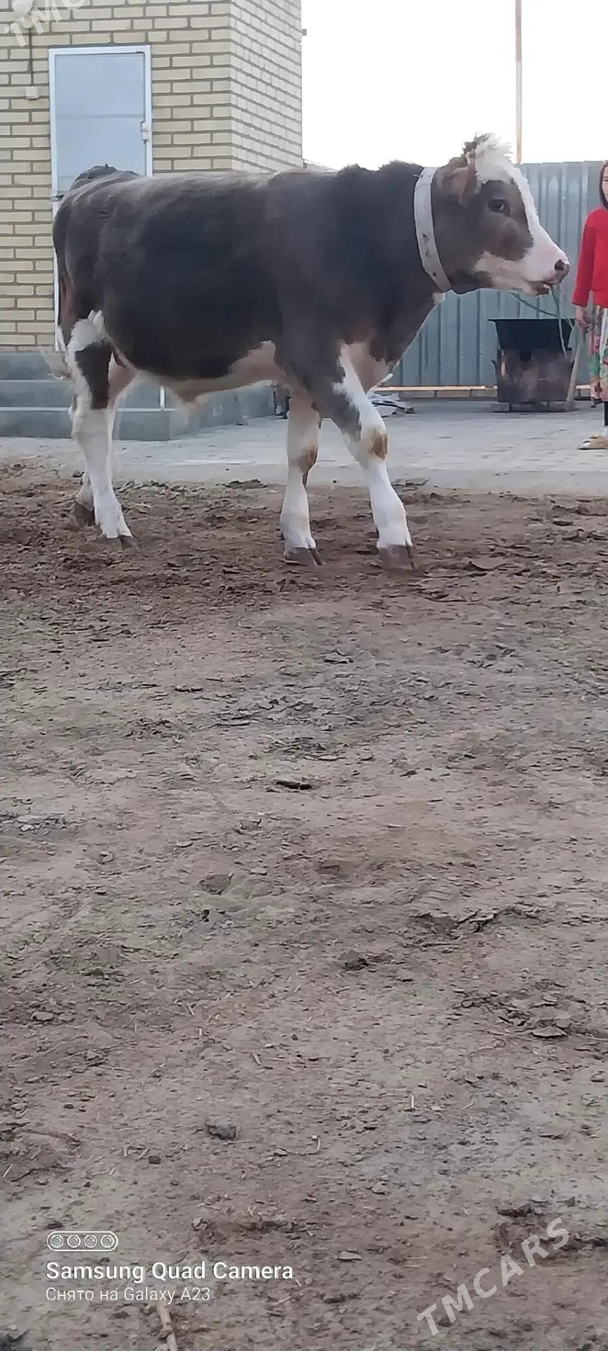 okuz - Baýramaly - img 5