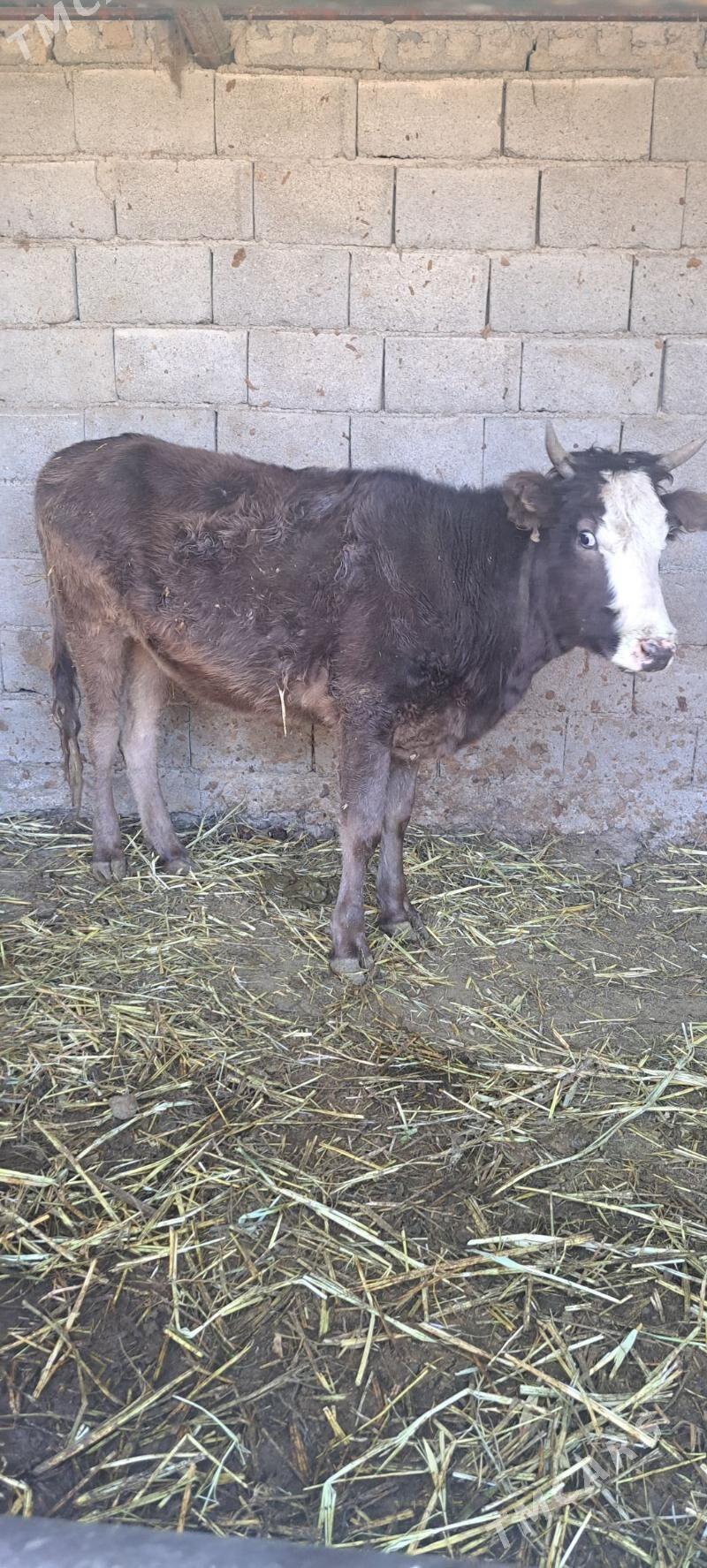 bogaz tuwe - Bagyr - img 2