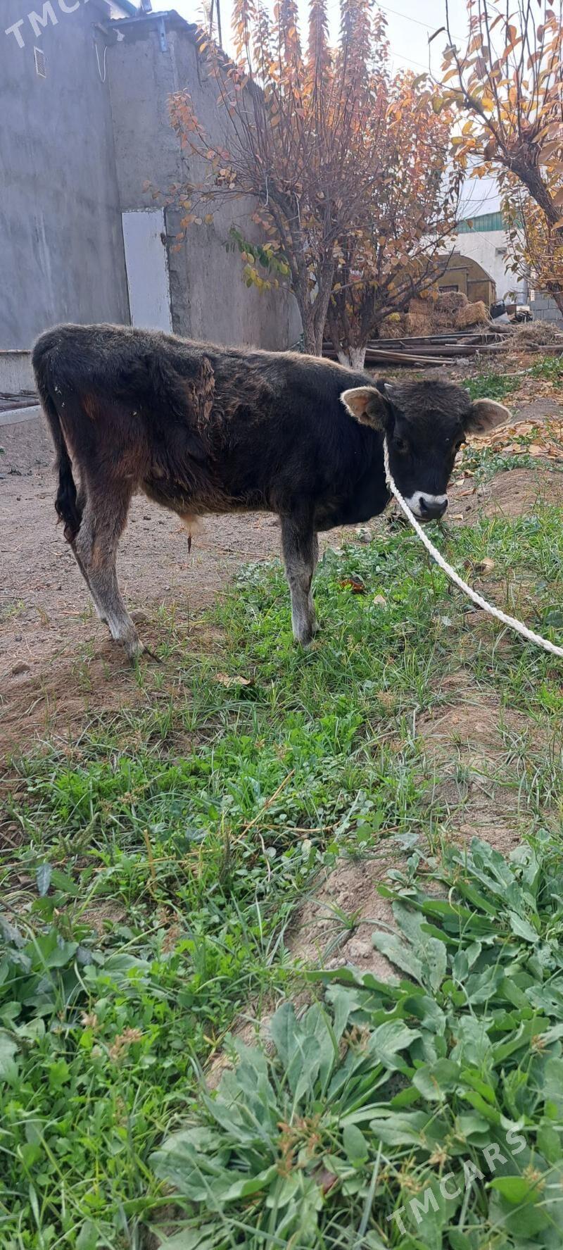 okuzce - Багир - img 3