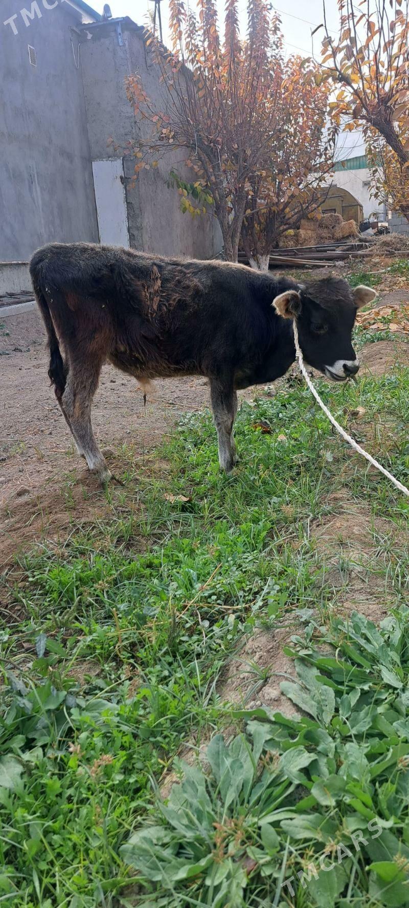 okuzce - Багир - img 2