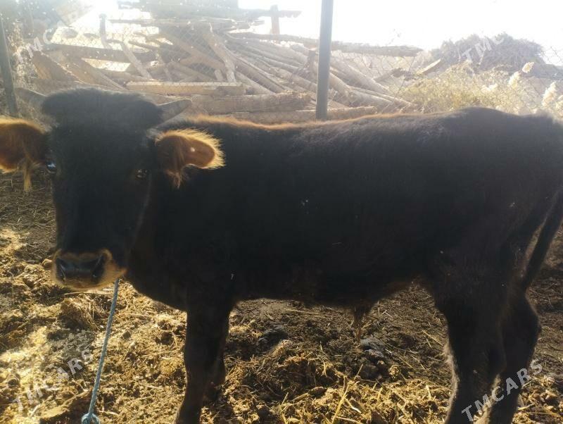 ÖKÜZ - Çärjew - img 4