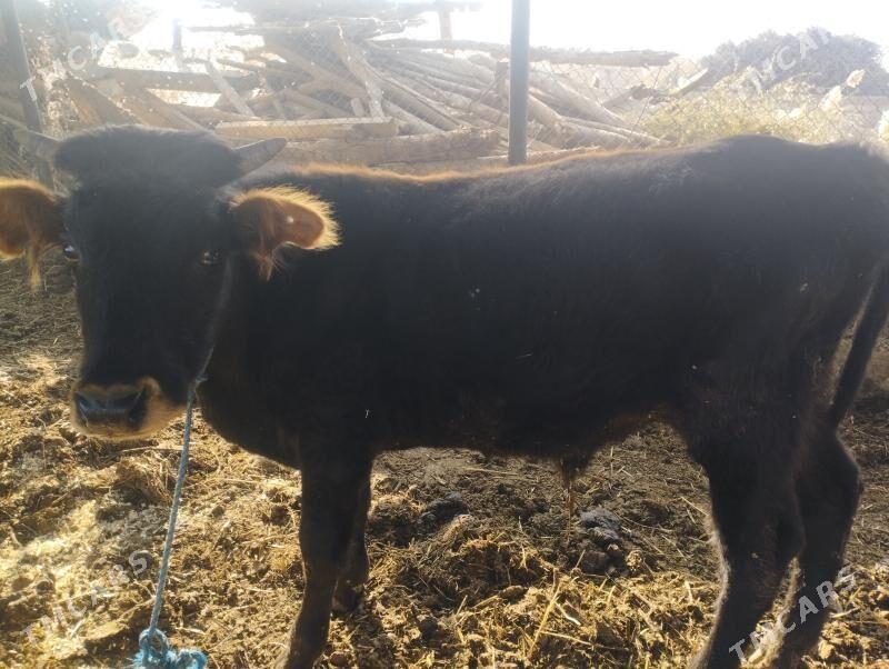 ÖKÜZ - Çärjew - img 3