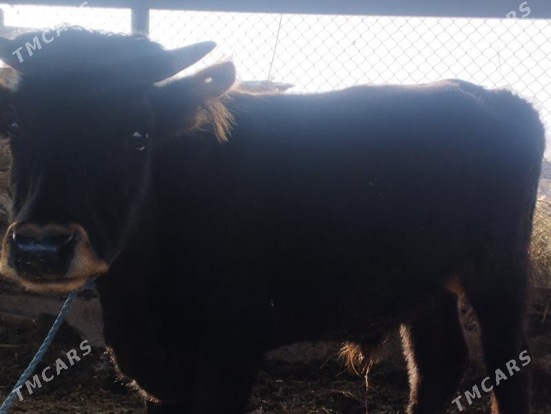 ÖKÜZ - Çärjew - img 1