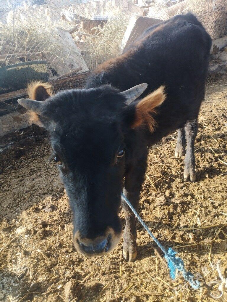 ÖKÜZ - Çärjew - img 2