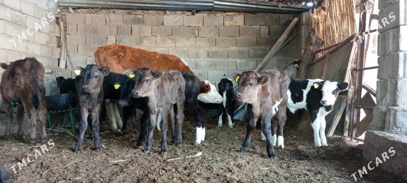 Öküz Tüwe Göle - Ашхабад - img 2