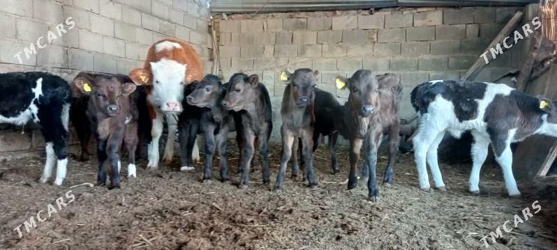 Öküz Tüwe Göle - Ашхабад - img 3