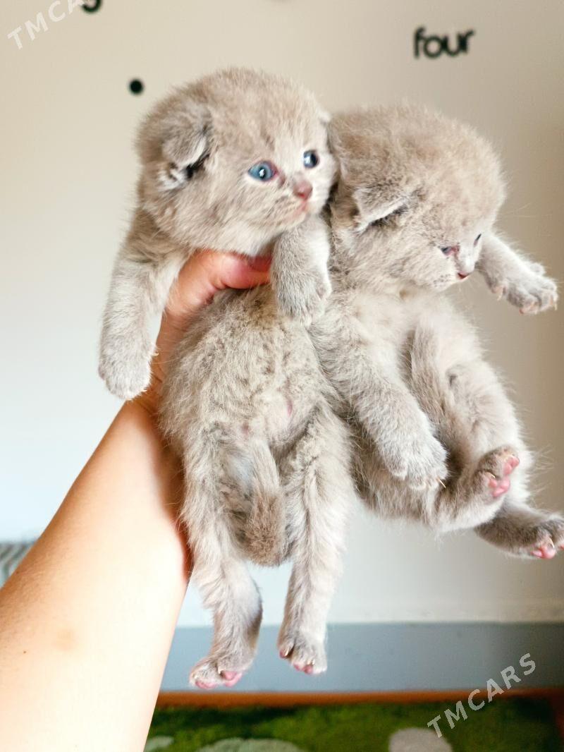 шотландские лиловые котятки - Aşgabat - img 2