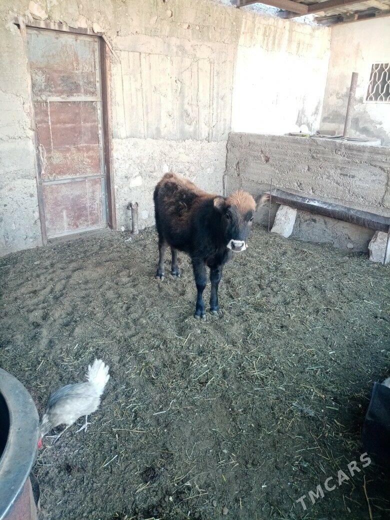 Gacar - Балканабат - img 4