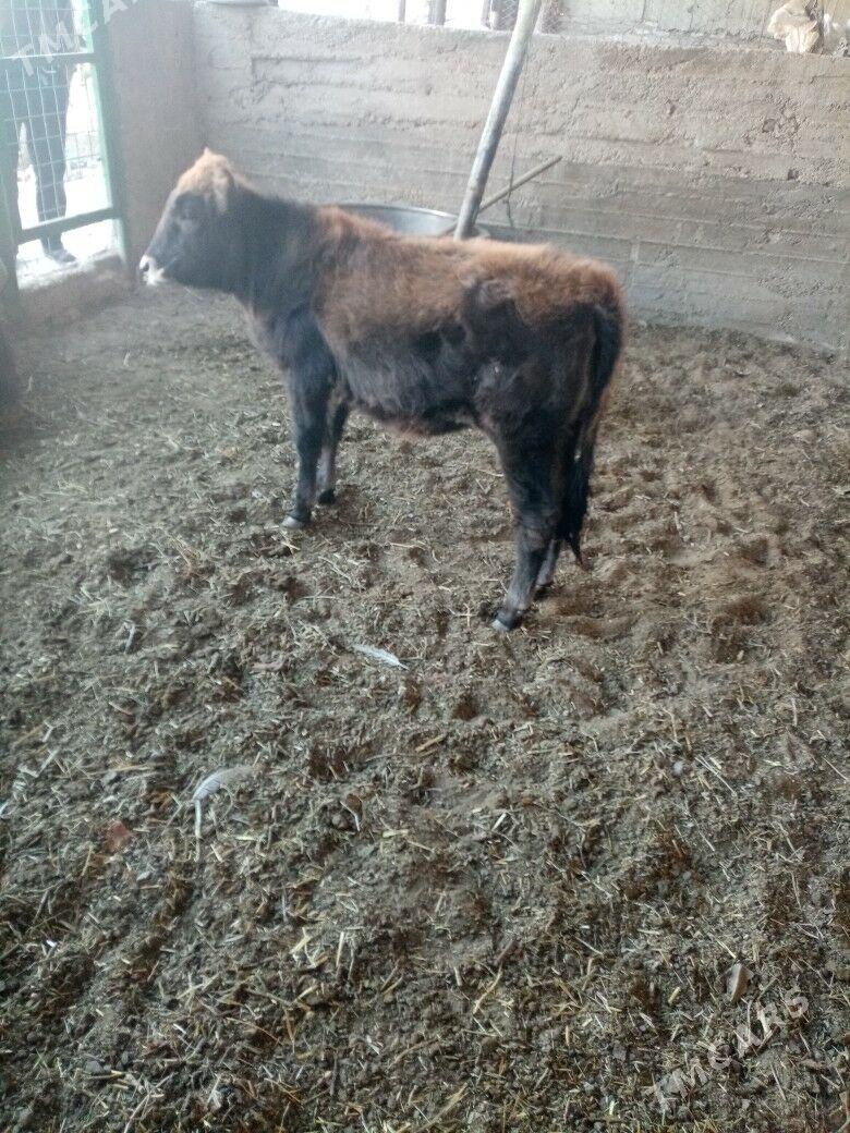 Gacar - Балканабат - img 3