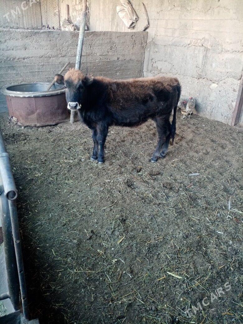 Gacar - Балканабат - img 2