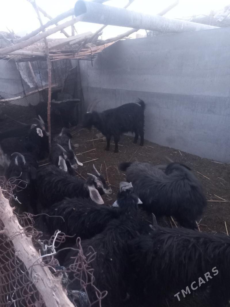 geci cebis - Mary - img 3