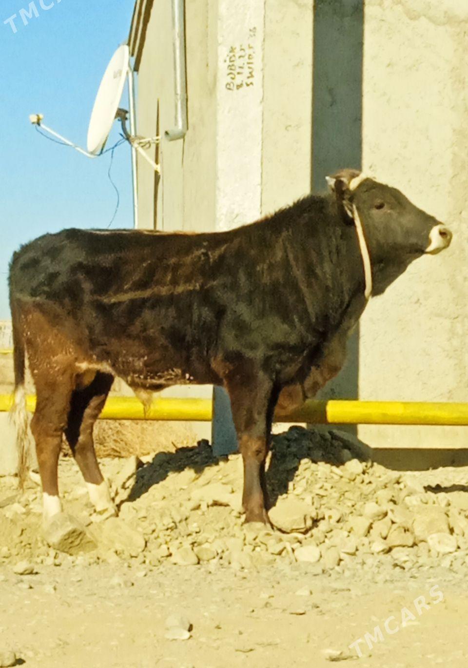 ŞİWES ÖKÜZ - Бахарден - img 3