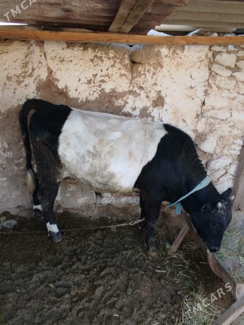 öküz - Гызыларбат - img 3