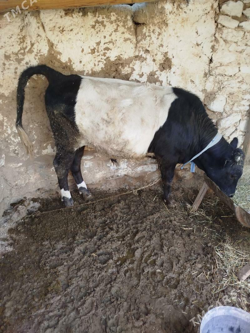 öküz - Гызыларбат - img 2