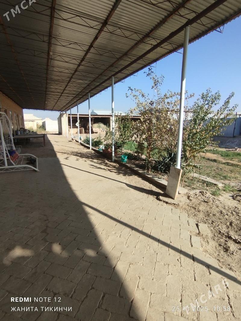 satlyk jay - Garagum etraby - img 5