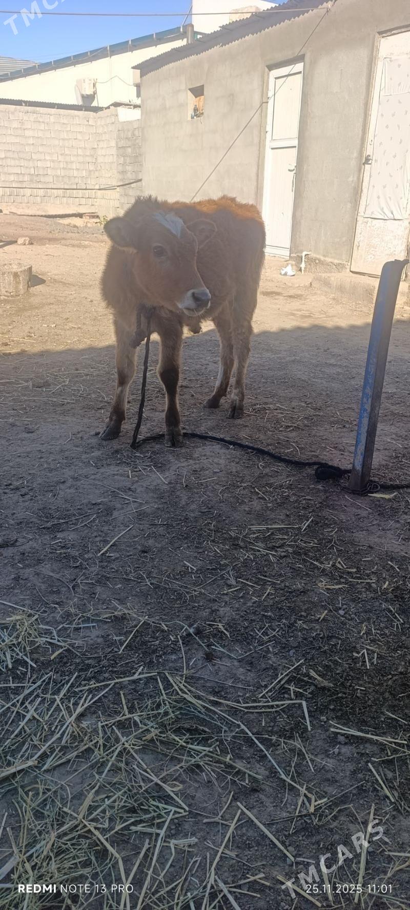 OKUZ - Бузмеин - img 5