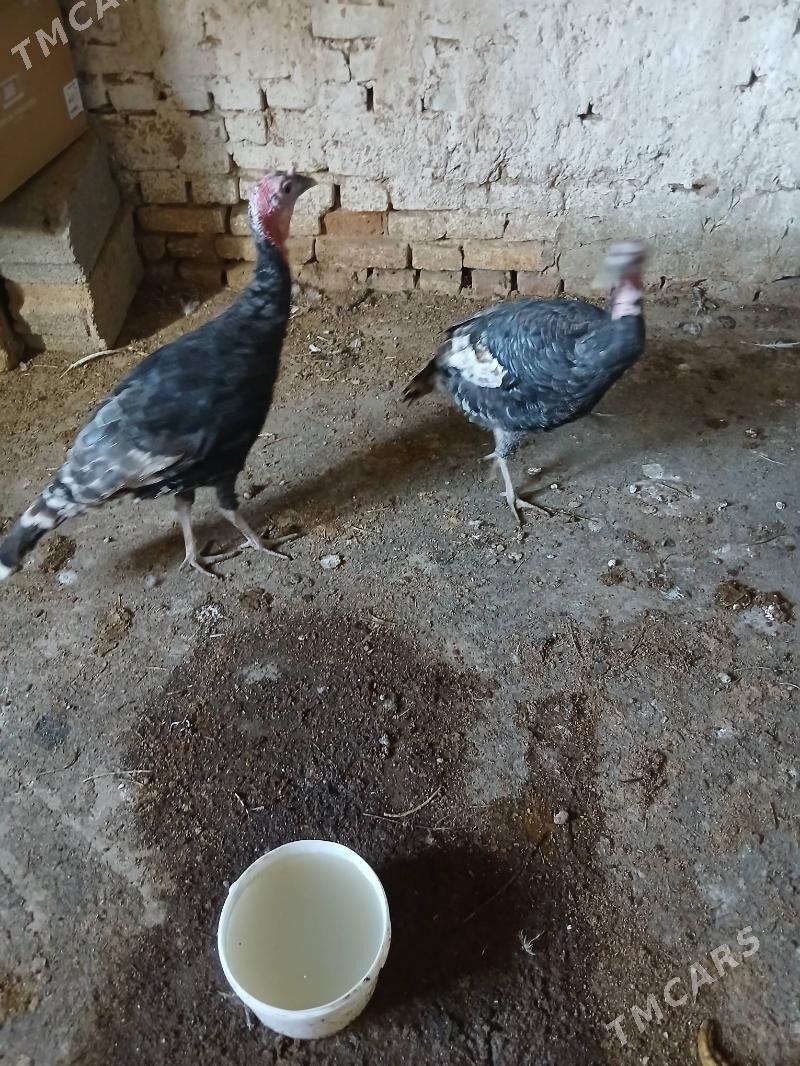 induk - Кака - img 1