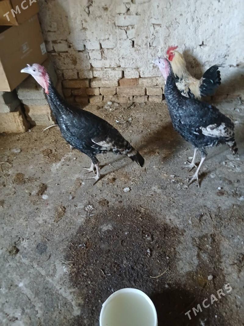 induk - Кака - img 2