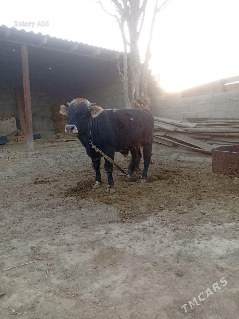 şiwes öküz - Бахарден - img 4